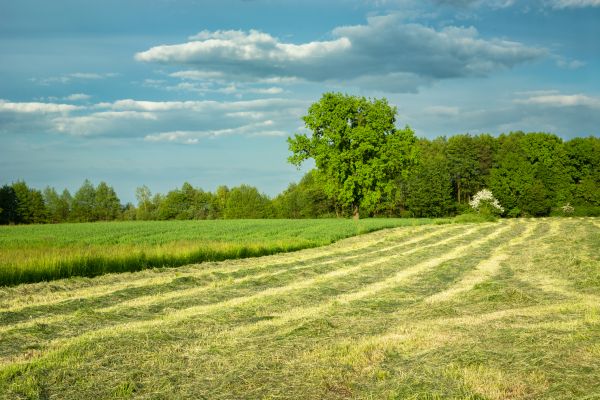 Field Mowing Service - Field Mowing Service New Braunfels, Texas